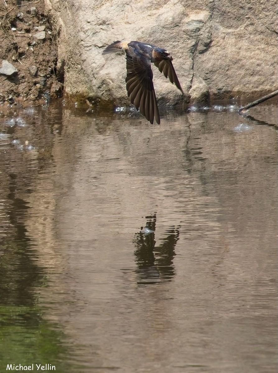 Cliff Swallow - ML637424881
