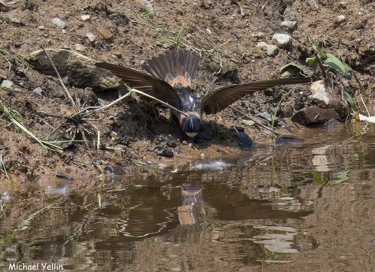 Cliff Swallow - ML637424888