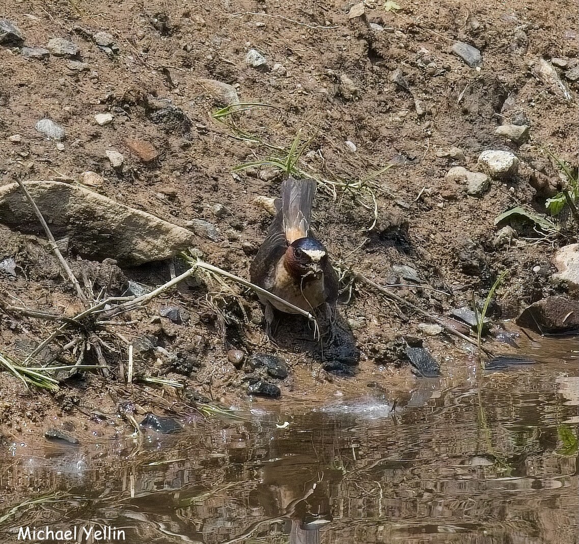 Cliff Swallow - ML637424890