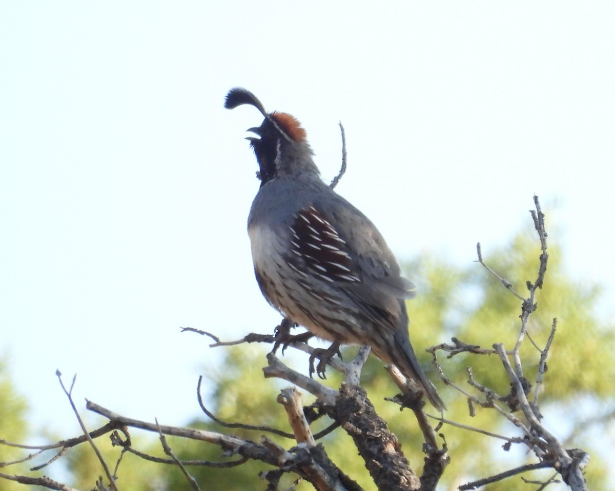 Gambel's Quail - ML637424944