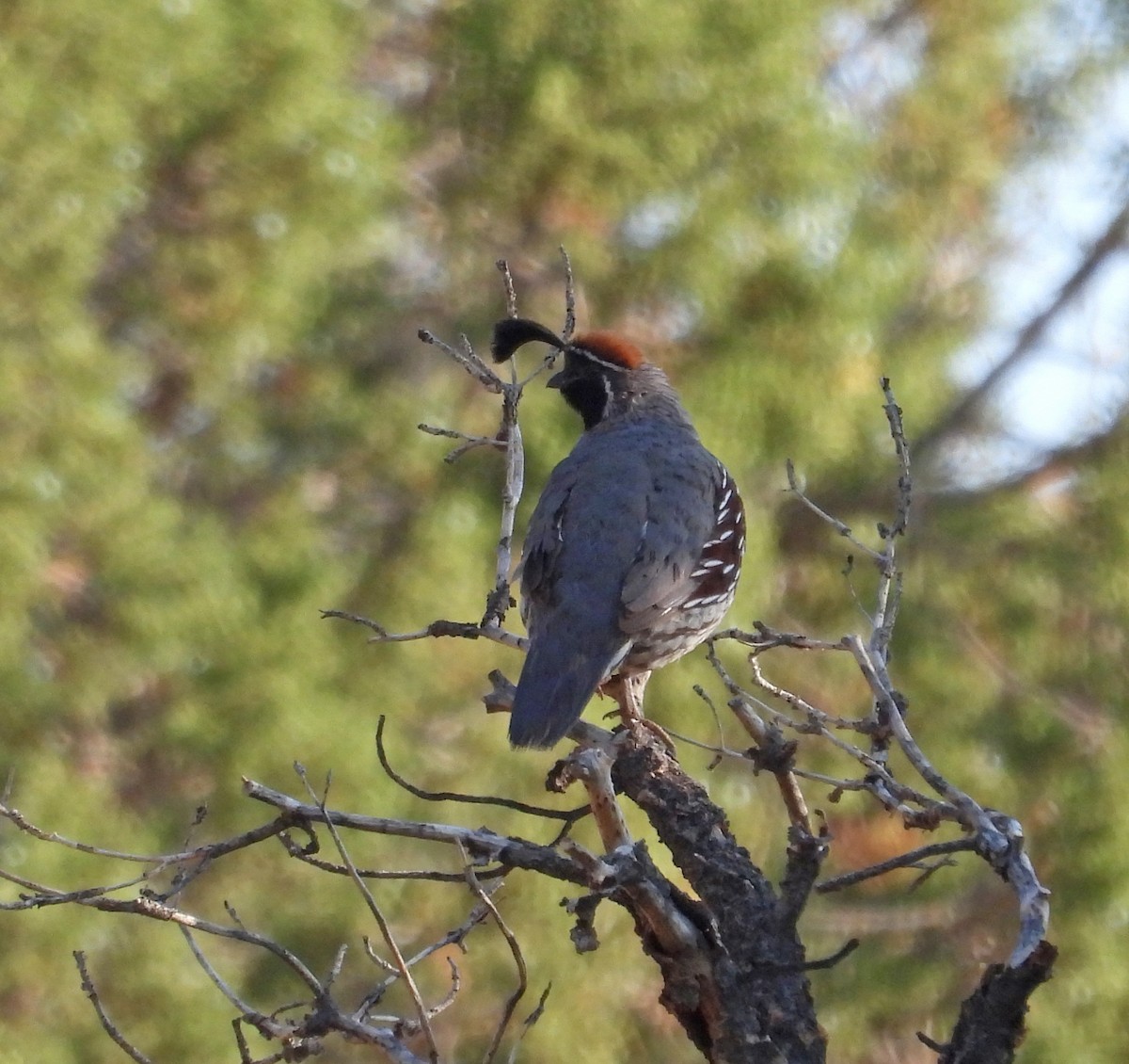 Gambel's Quail - ML637424945