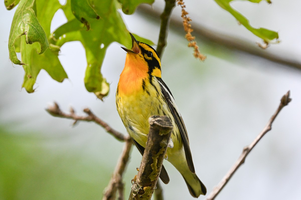 Blackburnian Warbler - ML637424950