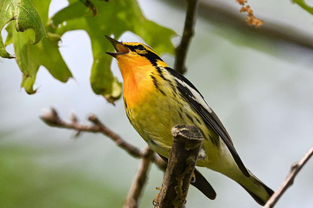 Blackburnian Warbler - ML637424952