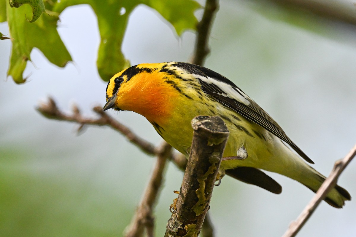 Blackburnian Warbler - ML637424956