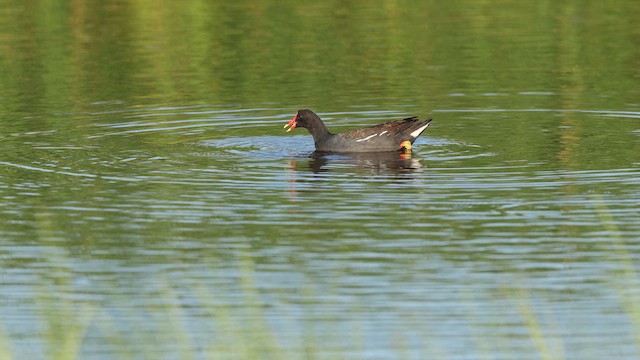 Common Gallinule - ML637424960