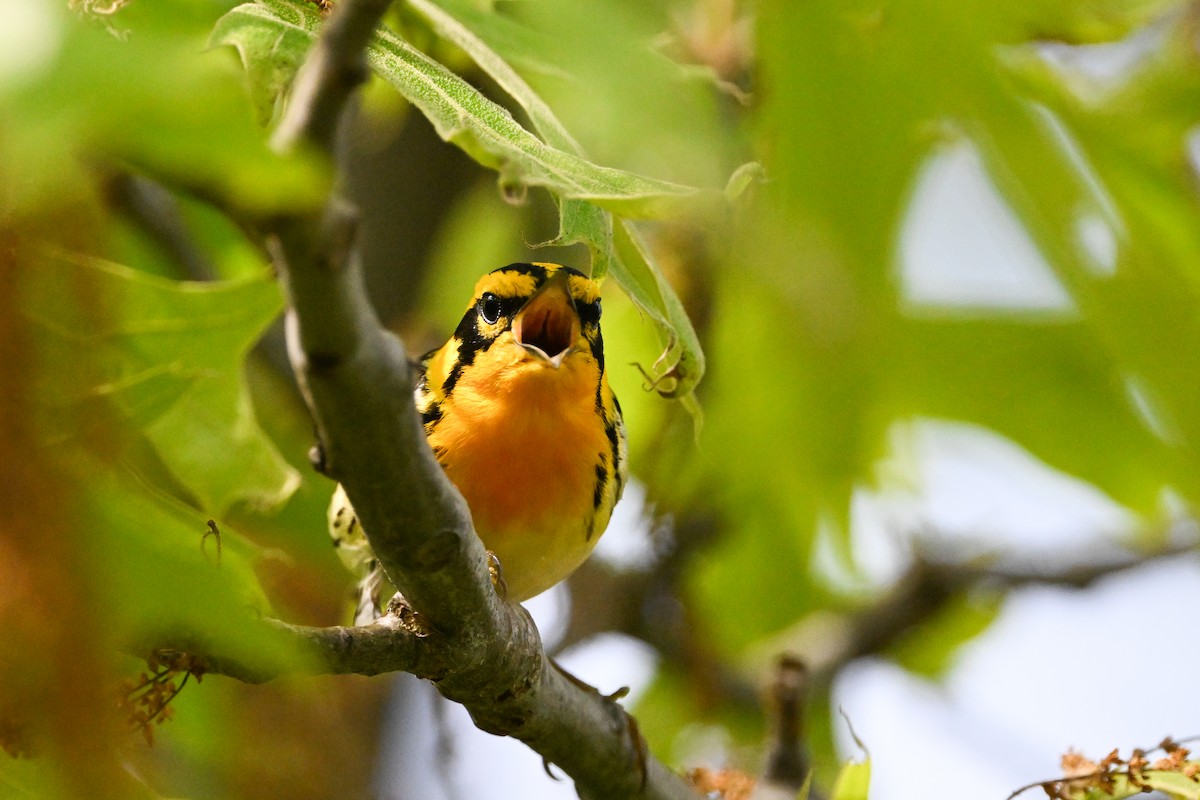 Blackburnian Warbler - ML637424962