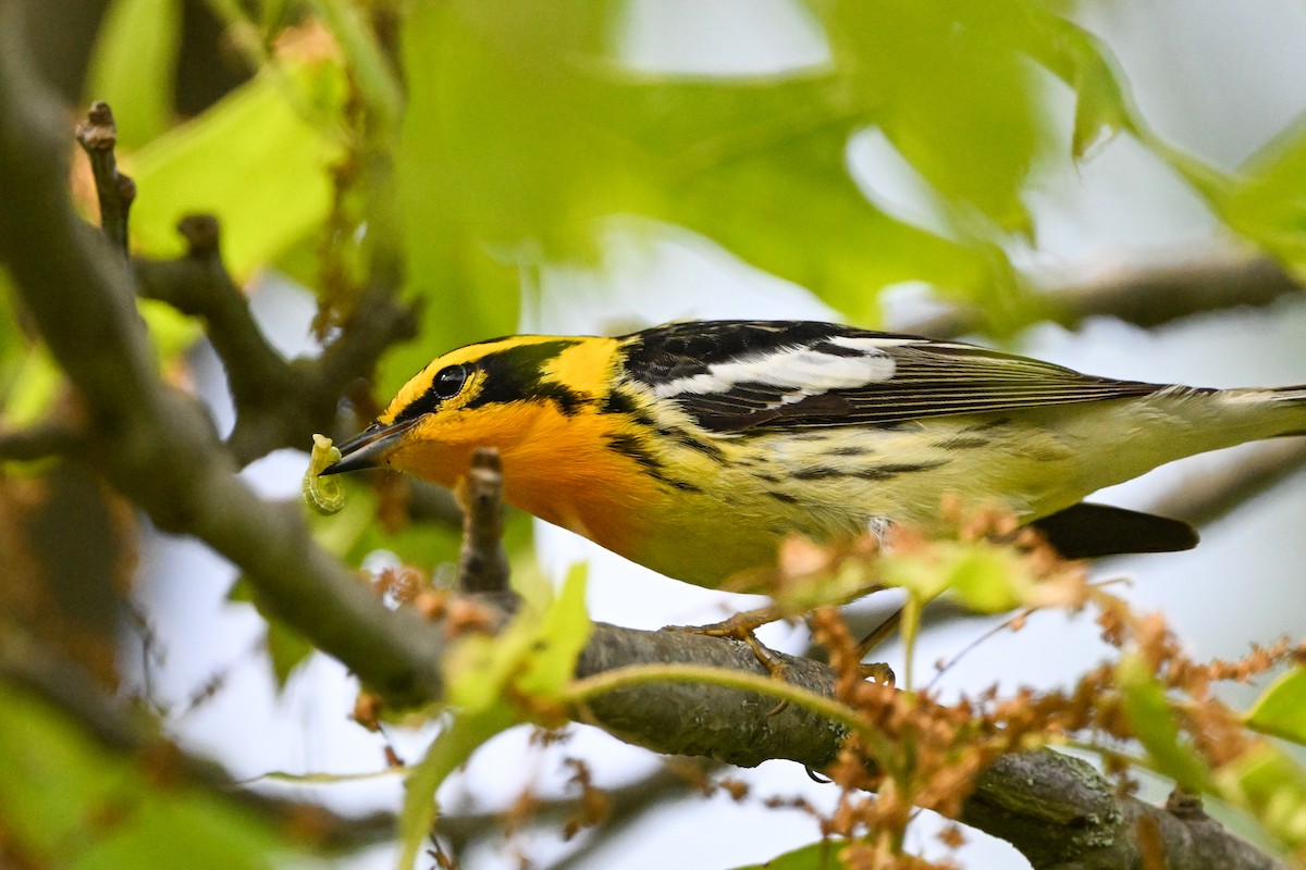 Blackburnian Warbler - ML637424975
