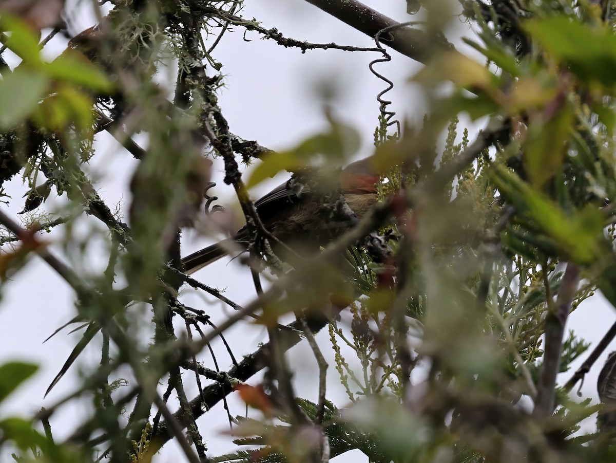 Silvery-throated Spinetail - ML637425046