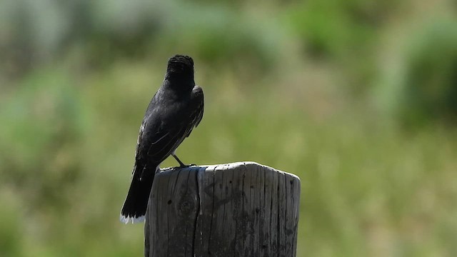 Eastern Kingbird - ML637425055