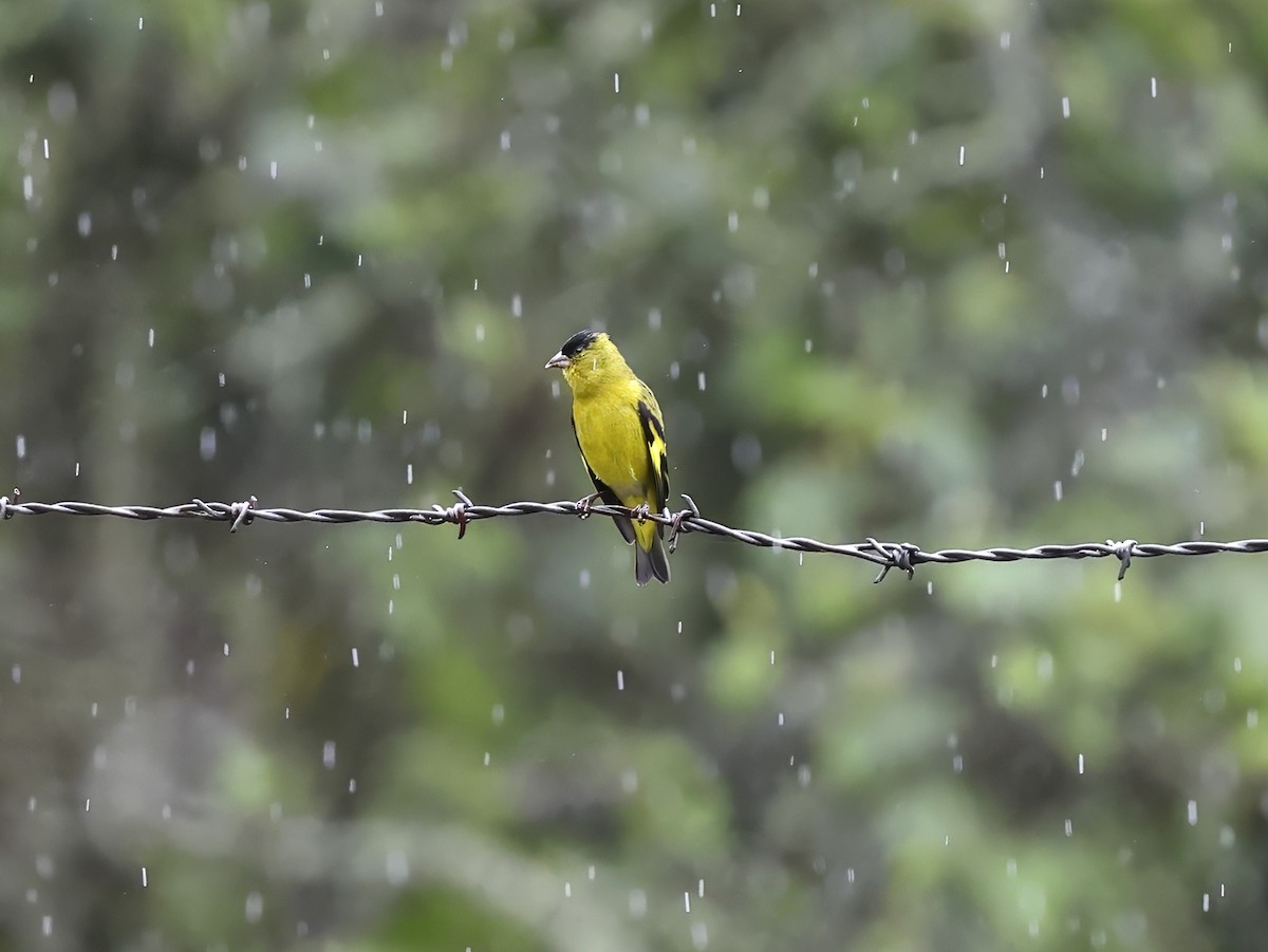 Andean Siskin - ML637425057