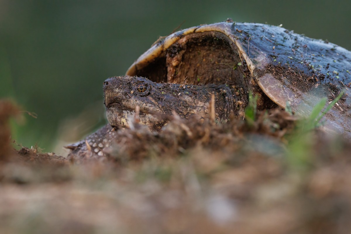 Animals - ML637425081