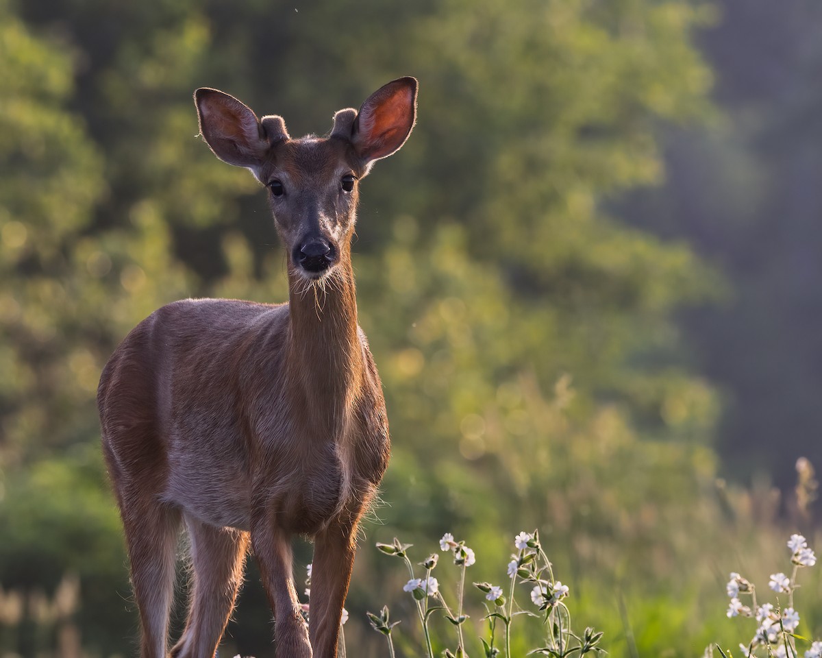 Animals - ML637425082