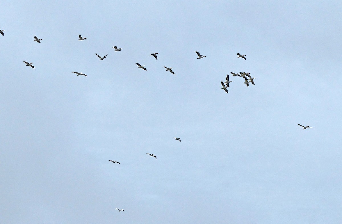American White Pelican - ML637425137