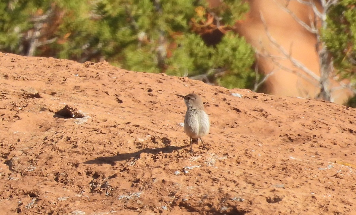 Rock Wren - ML637425140