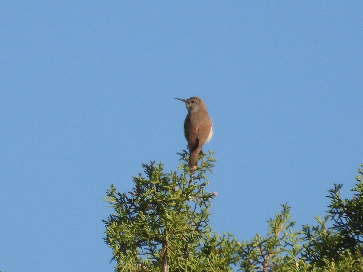 Rock Wren - ML637425141
