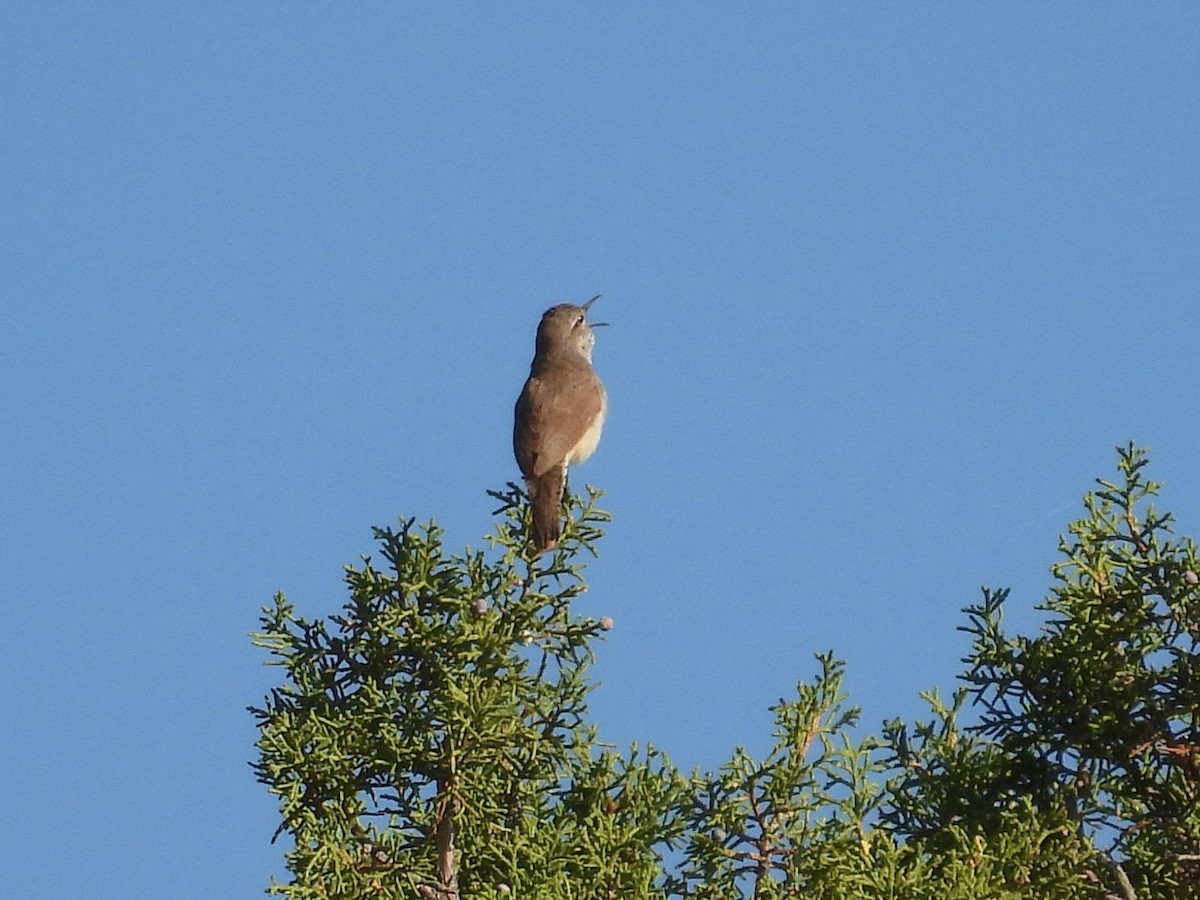 Rock Wren - ML637425142