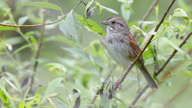 Swamp Sparrow - ML637425181