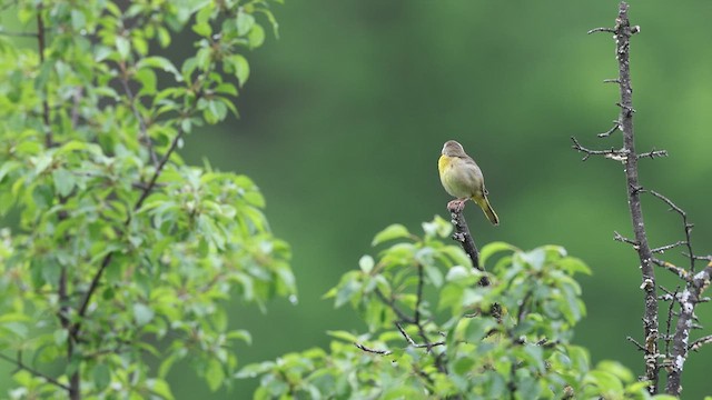 Common Yellowthroat - ML637425193