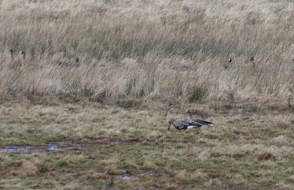 Greater White-fronted Goose (Eurasian) - ML637425215