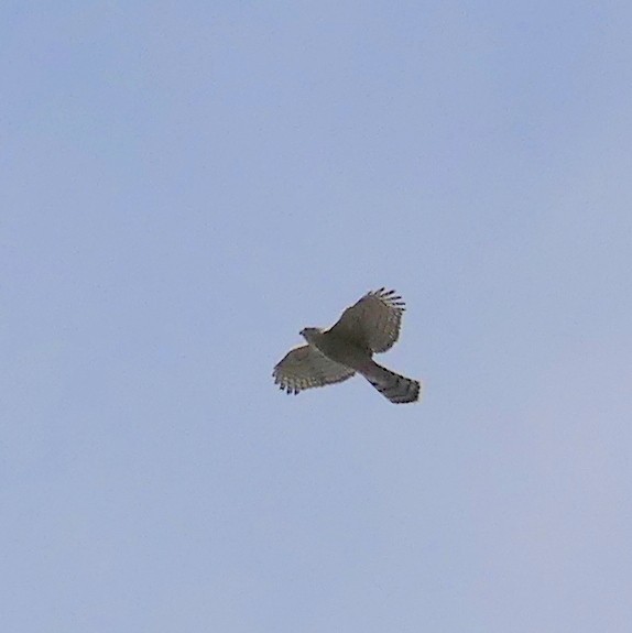 American Goshawk - ML637425224