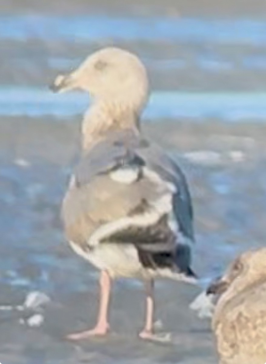 Larus sp. - ML637425303
