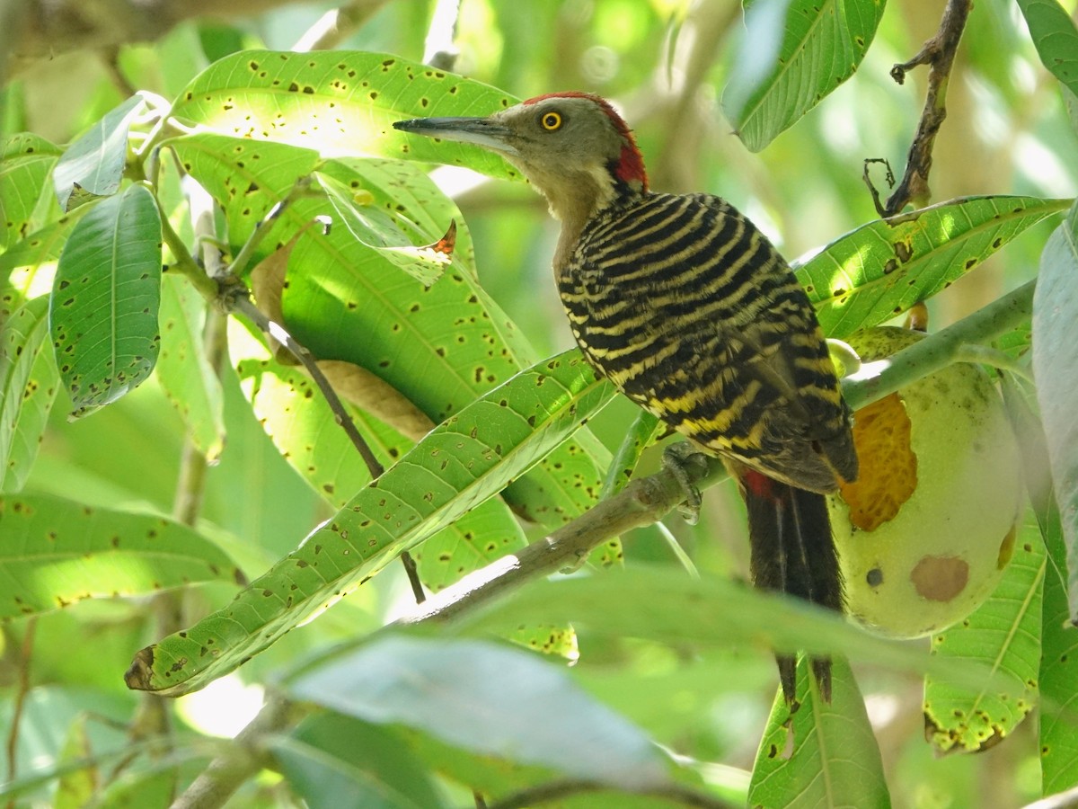 Hispaniolan Woodpecker - ML637425365