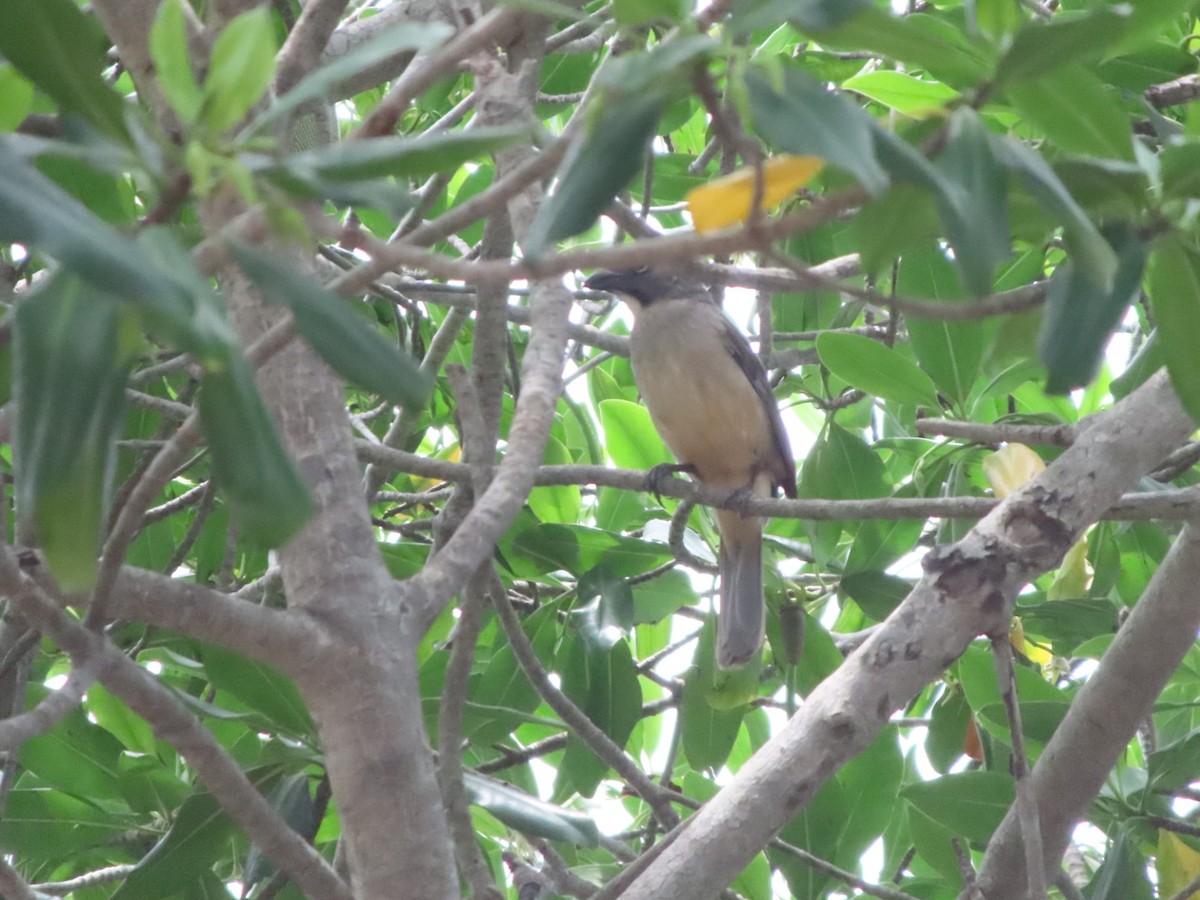 Olive-gray Saltator - ML637425374