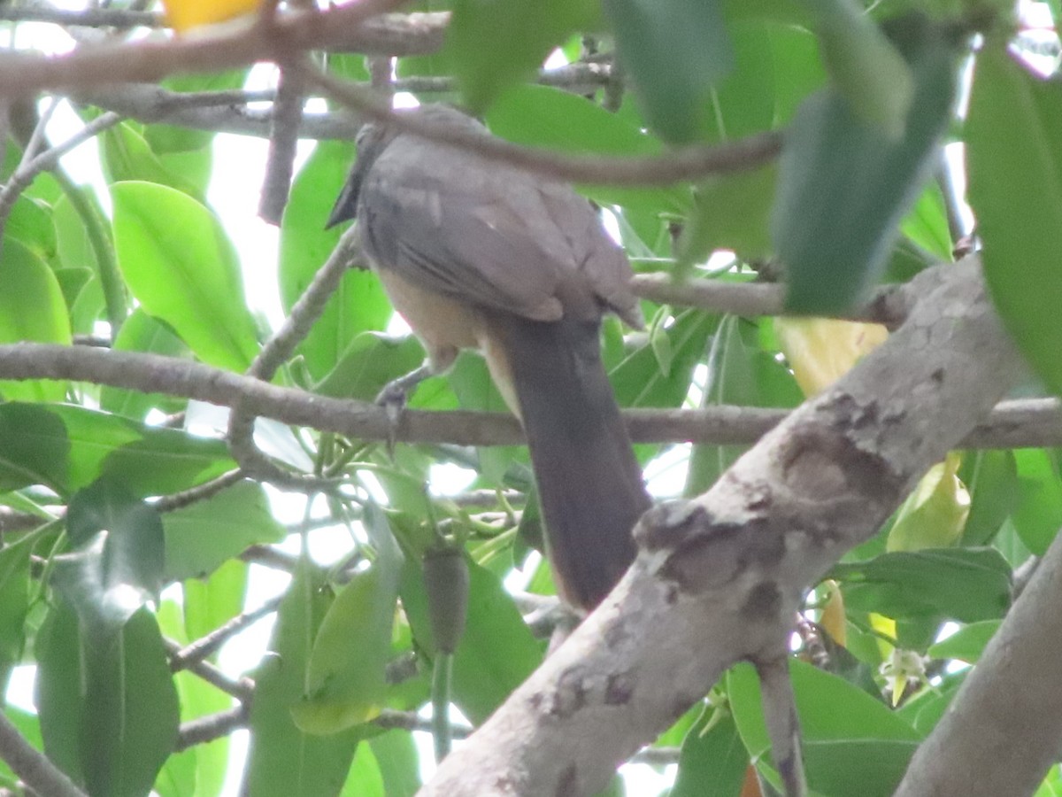 Olive-gray Saltator - ML637425376