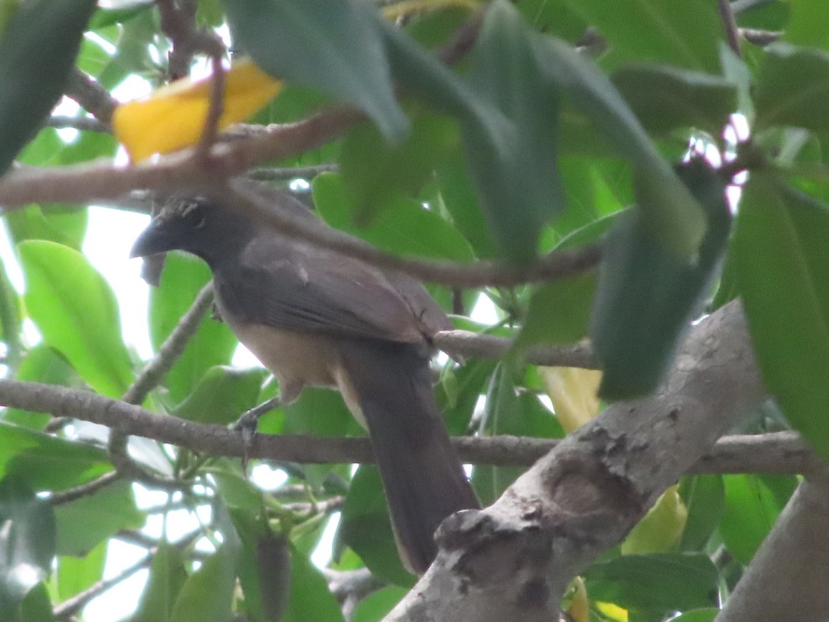 Olive-gray Saltator - ML637425377