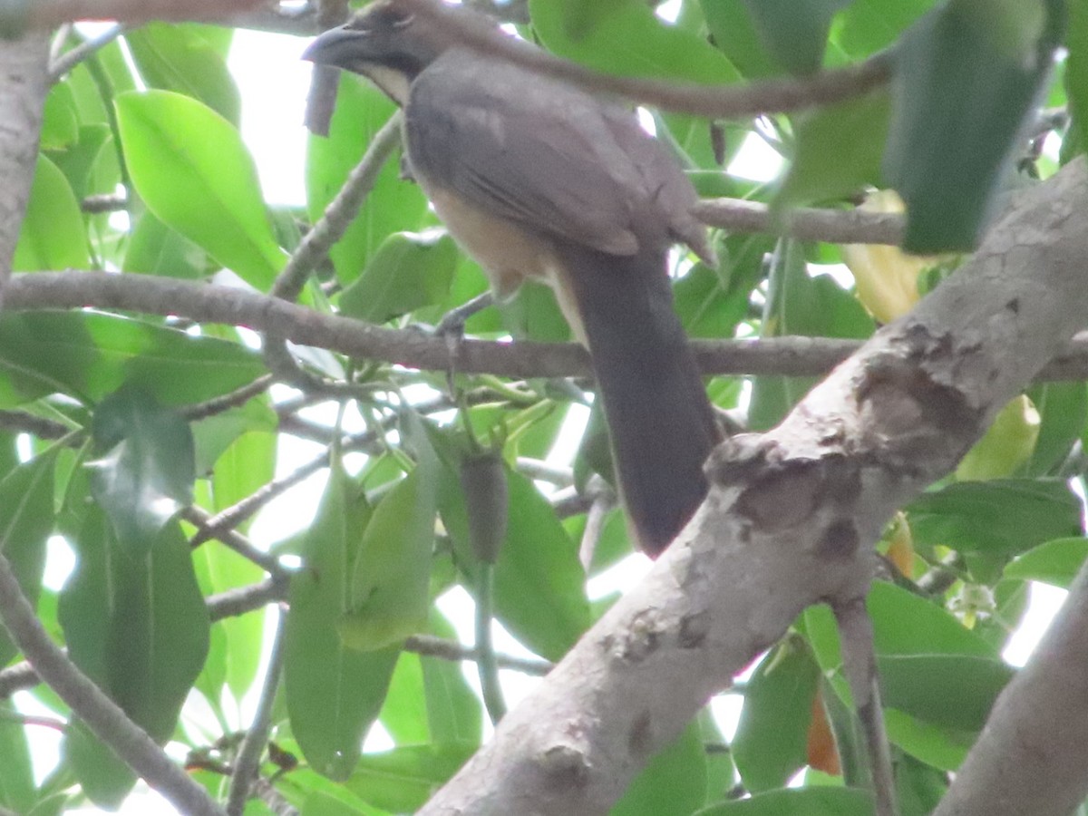 Olive-gray Saltator - ML637425379