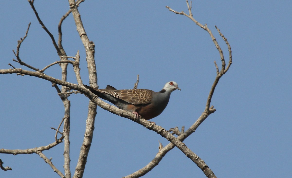Adamawa Turtle-Dove - ML637425410