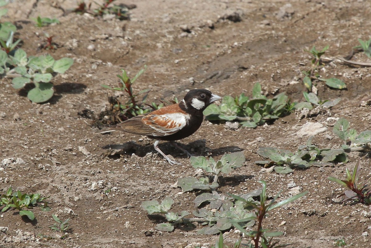 Chestnut-backed Sparrow-Lark - ML637425417