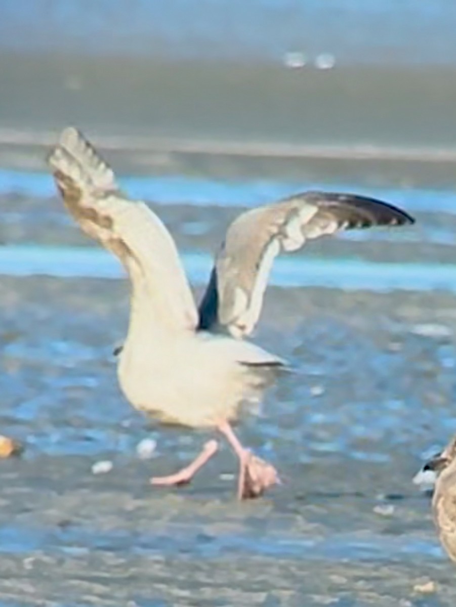Larus sp. - ML637425428