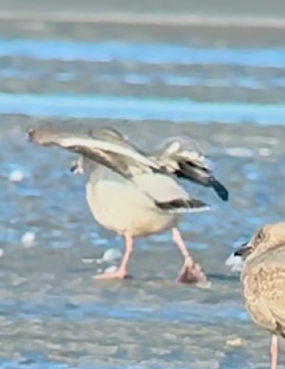 Larus sp. - ML637425429