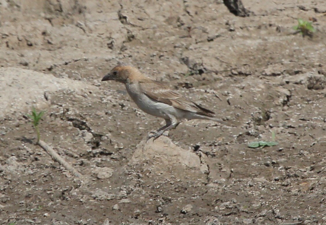 Sahel Bush Sparrow - ML637425458