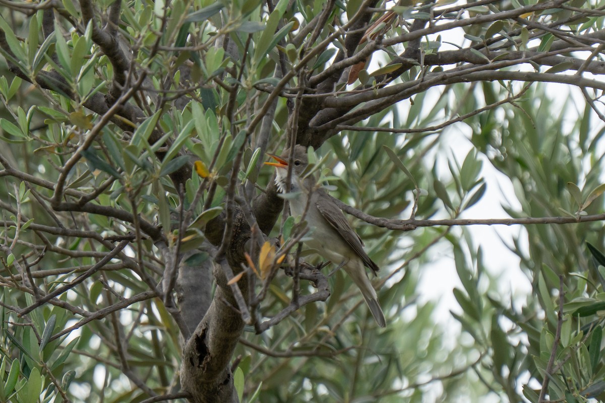 Olive-tree Warbler - ML637425461