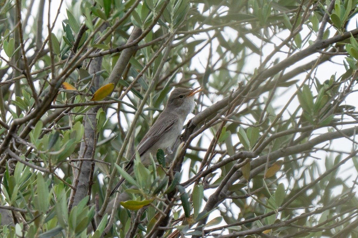 Olive-tree Warbler - ML637425462