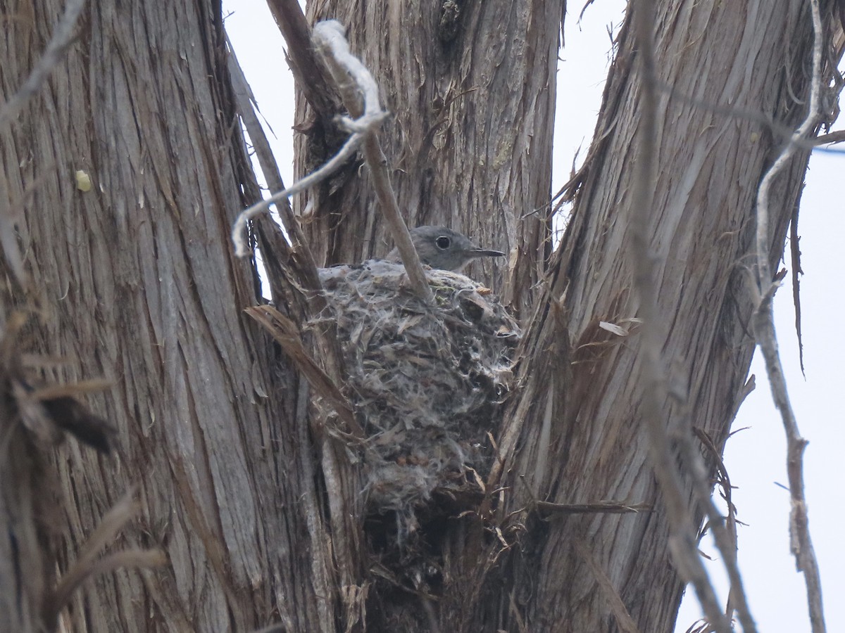 Blue-gray Gnatcatcher - ML637425466