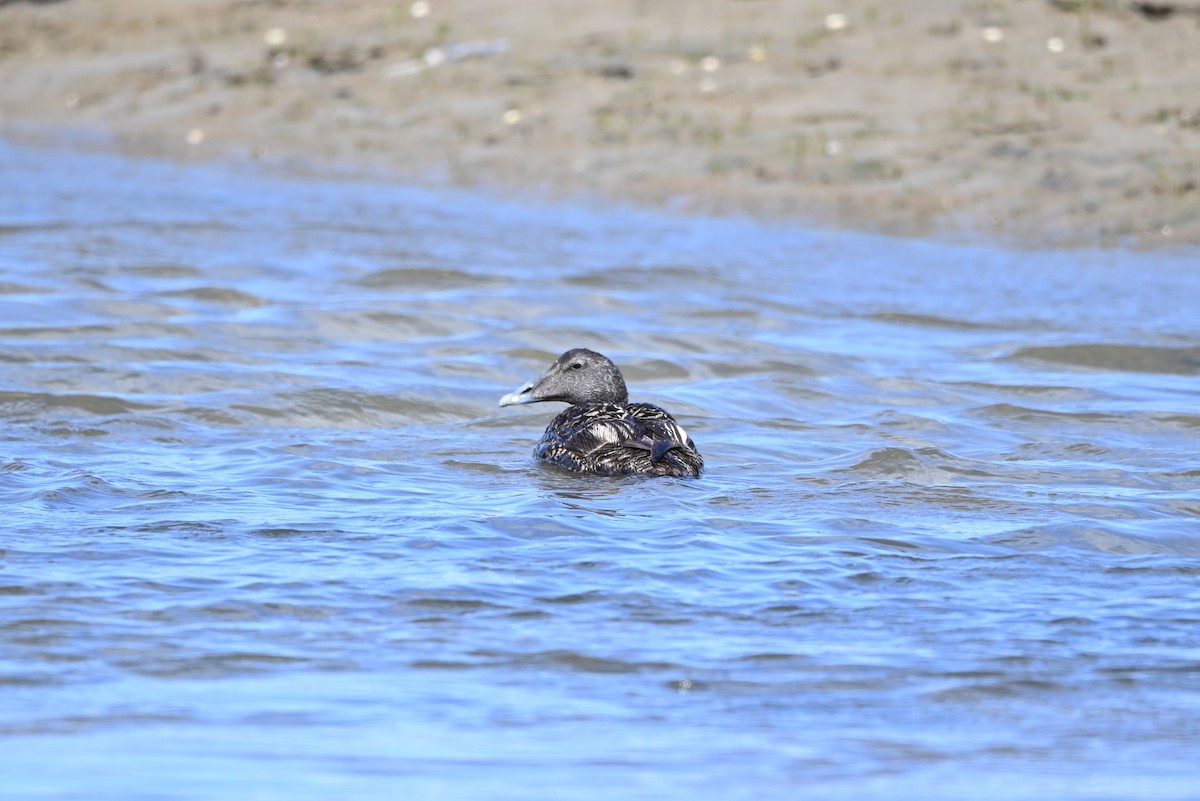 Common Eider - ML637425473