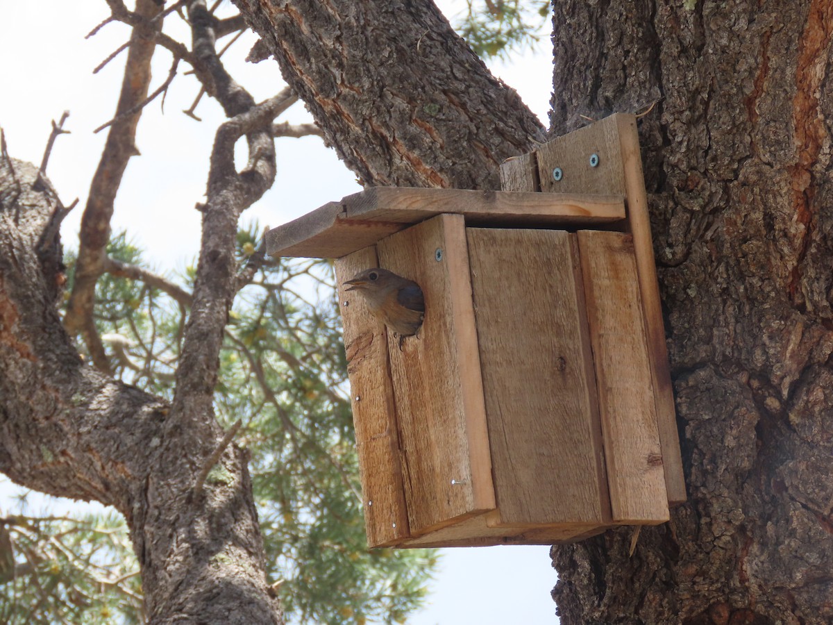 Western Bluebird - ML637425474