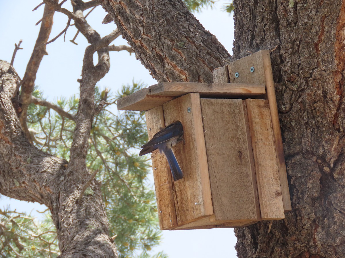 Western Bluebird - ML637425475