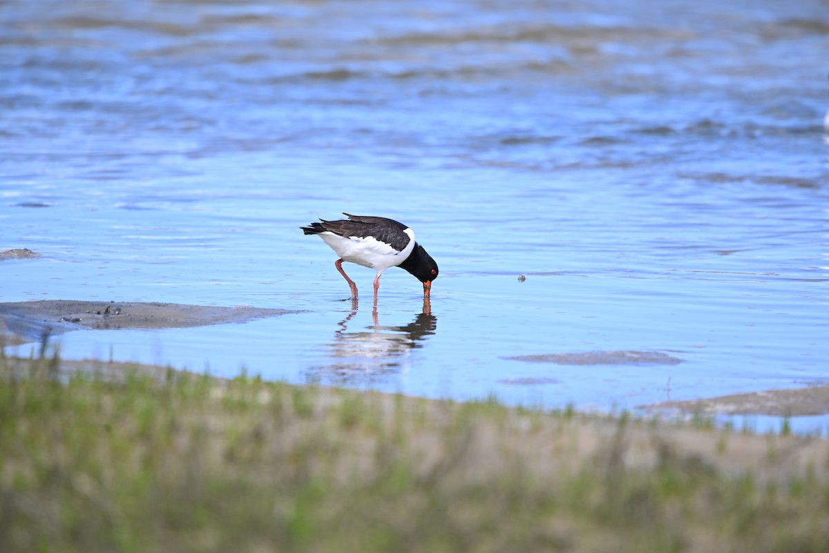 Eurasian Oystercatcher - ML637425481