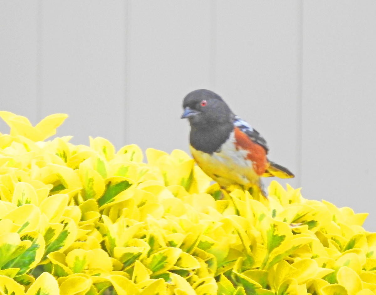 ホシワキアカトウヒチョウ - ML637425520