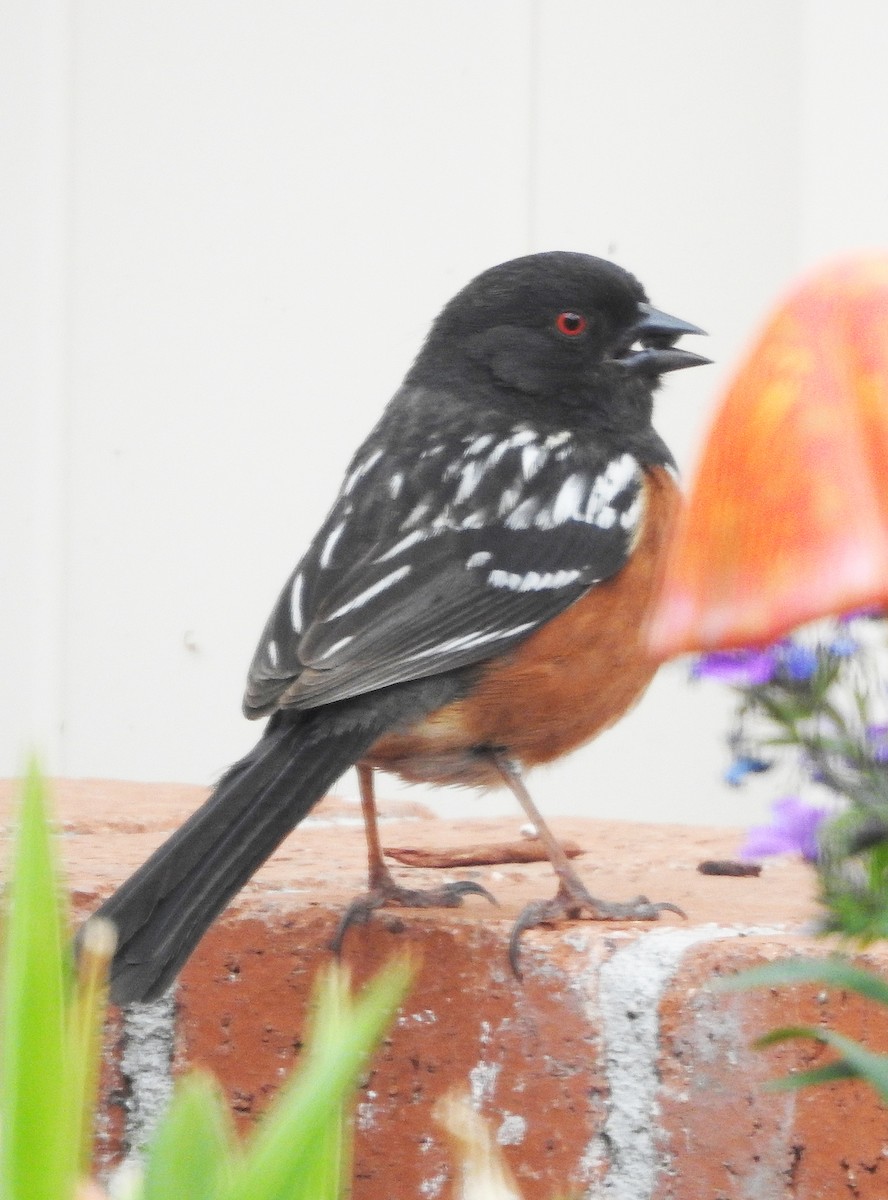 ホシワキアカトウヒチョウ - ML637425532