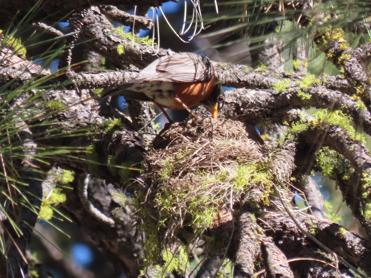American Robin - ML637425633