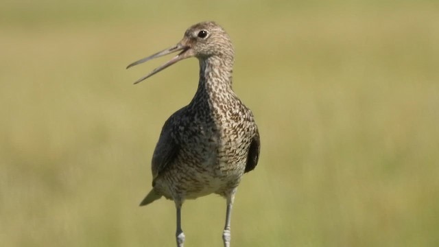 Willet - ML637425634