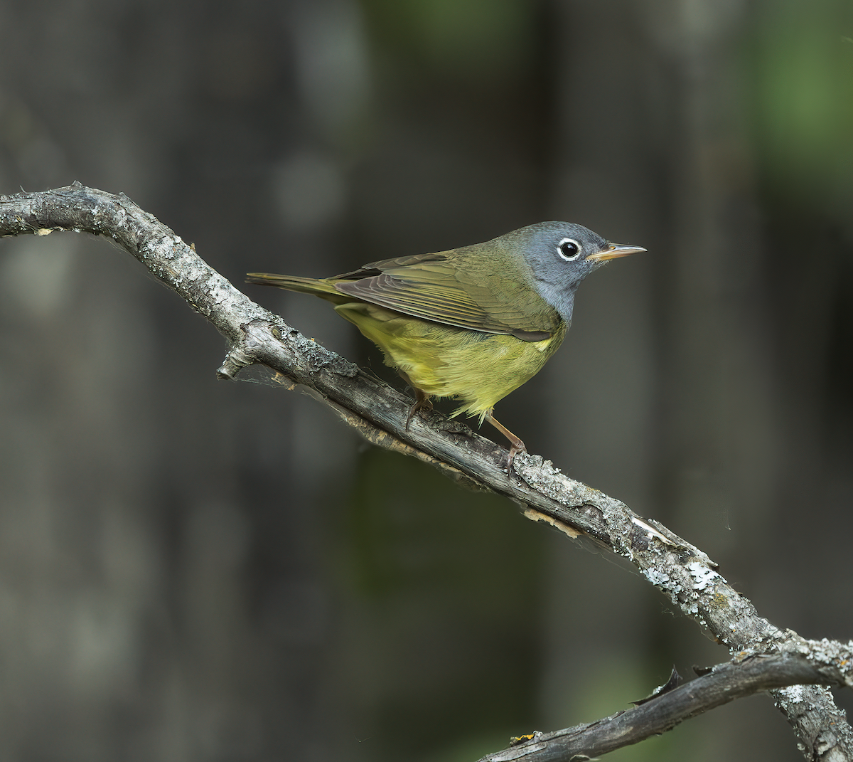 Connecticut Warbler - ML637425635