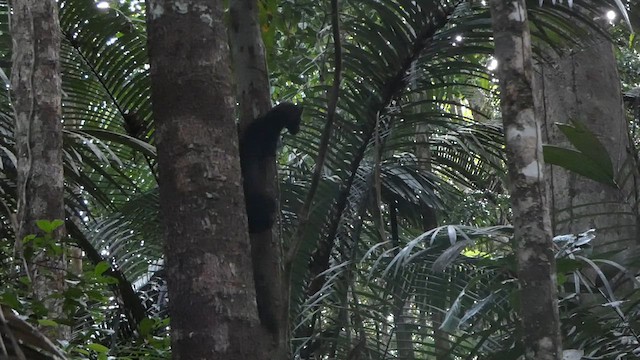 Tayra - ML637425719