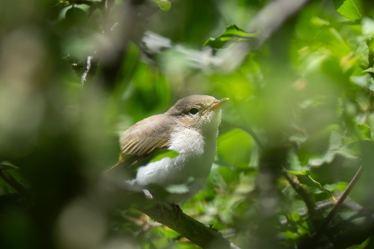 Eastern Bonelli's Warbler - ML637425736