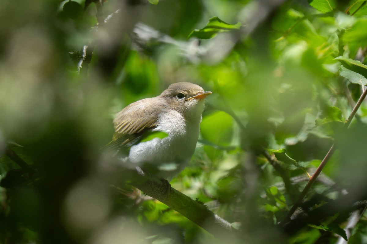Eastern Bonelli's Warbler - ML637425737